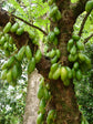 Cucumber Tree - Live Tree in a 3 Gallon Pot - Averrhoa Bilimbi - Tropical Edible Fruit Bearing Tree
