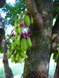 Cucumber Tree - Live Tree in a 3 Gallon Pot - Averrhoa Bilimbi - Tropical Edible Fruit Bearing Tree