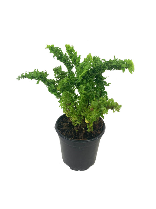 Curly Boston Fern - Live Plant in a 4 Inch Pot - Nephrolepis Exaltata Erecta - Beautiful Clean Air Indoor Fern