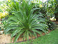 Cycad Palm - Live Plant in a 10 Inch Growers Pot - Macrozamia Moorei - Extremely Rare Ornamental Palms of Florida