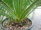 Cycad Palm - Live Plant in a 10 Inch Growers Pot - Macrozamia Moorei - Extremely Rare Ornamental Palms of Florida