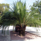 Cycad Palm - Live Plant in a 10 Inch Growers Pot - Macrozamia Moorei - Extremely Rare Ornamental Palms of Florida