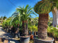 Cycad Palm - Live Plant in a 10 Inch Growers Pot - Macrozamia Moorei - Extremely Rare Ornamental Palms of Florida