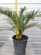 Cycad Palm - Live Plant in a 10 Inch Growers Pot - Macrozamia Moorei - Extremely Rare Ornamental Palms of Florida
