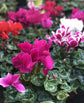 Cyclamen Multi Pack - 3 Live Plants in 5 Inch Growers Pots - Cyclamen Persicum - Growers Choice Based on Beauty, Season and Availability - Finished Plants Ready for The Patio and Garden