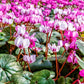 Cyclamen Multi Pack - 3 Live Plants in 5 Inch Growers Pots - Cyclamen Persicum - Growers Choice Based on Beauty, Season and Availability - Finished Plants Ready for The Patio and Garden