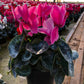 Cyclamen Multi Pack - 3 Live Plants in 5 Inch Growers Pots - Cyclamen Persicum - Growers Choice Based on Beauty, Season and Availability - Finished Plants Ready for The Patio and Garden