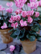 Cyclamen Multi Pack - 3 Live Plants in 5 Inch Growers Pots - Cyclamen Persicum - Growers Choice Based on Beauty, Season and Availability - Finished Plants Ready for The Patio and Garden