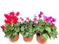 Cyclamen Multi Pack - 3 Live Plants in 5 Inch Growers Pots - Cyclamen Persicum - Growers Choice Based on Beauty, Season and Availability - Finished Plants Ready for The Patio and Garden