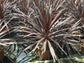 Dark Star Cordyline Plant - Ti Plant - Live Plant in a 10 Inch Growers Pot - Cordyline Australis &