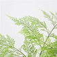 Deer Foot Fern - Live Plant in a 6 Inch Pot - Davallia - Rare and Exotic Ferns from Florida