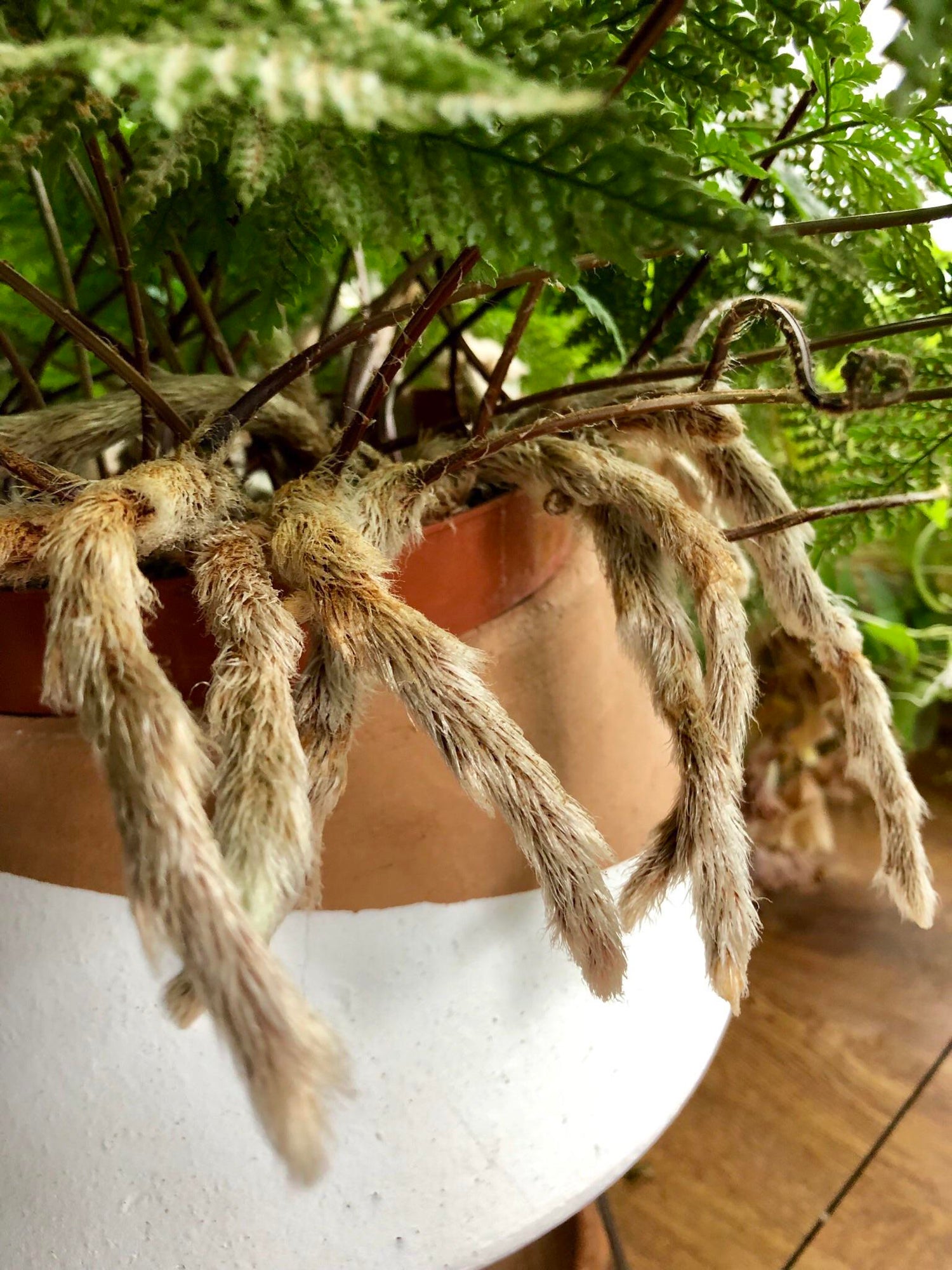 Deer Foot Fern - Live Plant in a 6 Inch Pot - Davallia - Rare and Exot ...