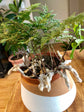 Deer Foot Fern - Live Plant in a 6 Inch Pot - Davallia - Rare and Exotic Ferns from Florida