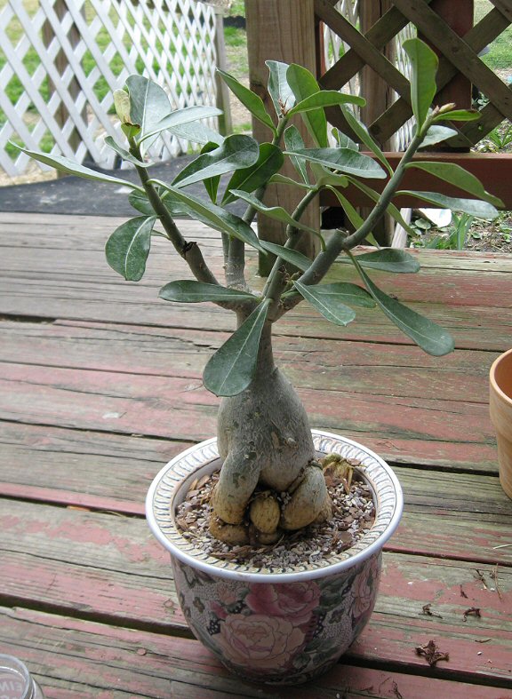 Rose du désert rose : Adenium obesum rose