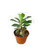 Desert Rose Plant - Live Plants in 4 Inch Pots - Adenium Obesum - Dramatic Low-Water Succulent