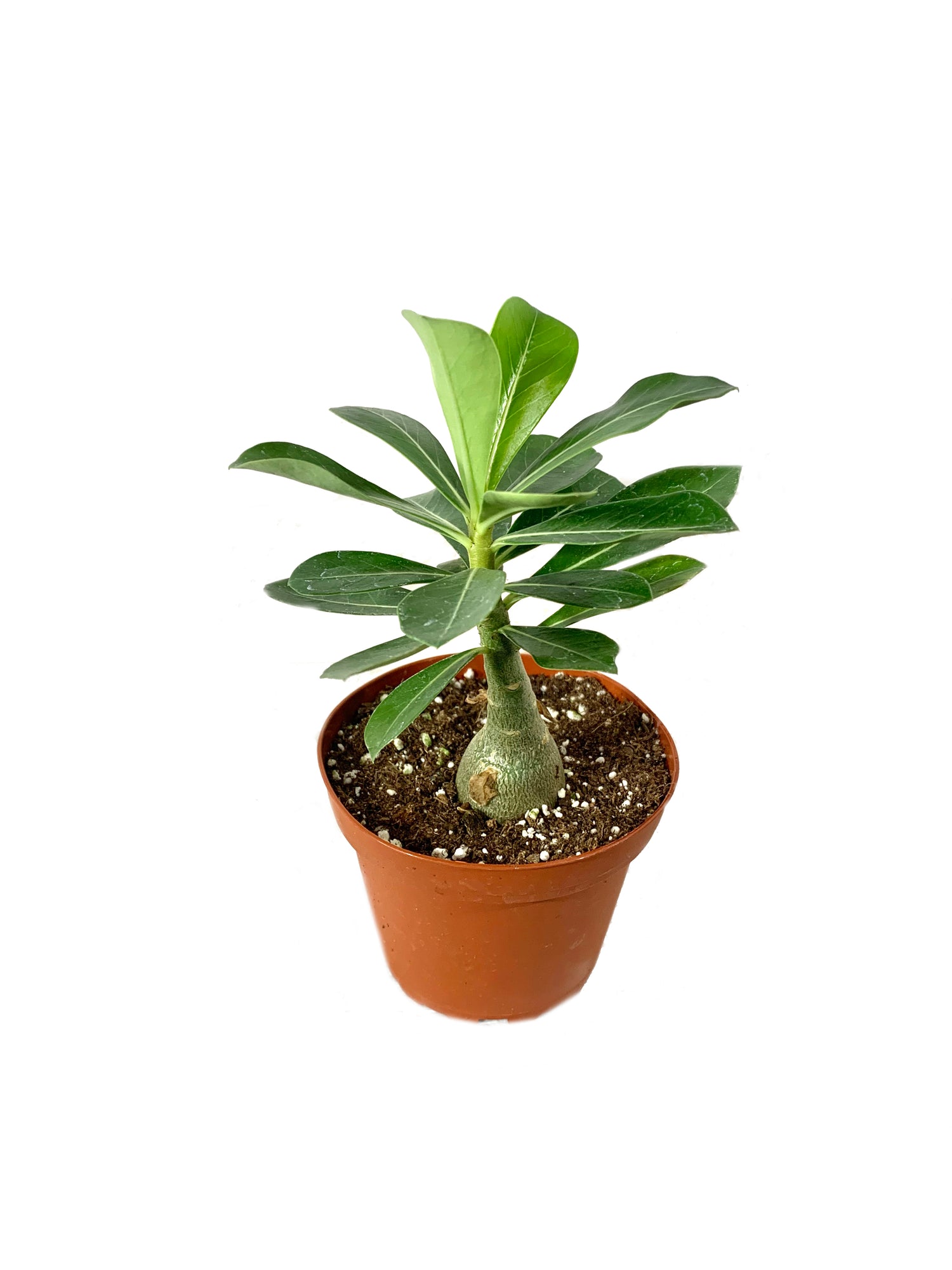 pots for adenium plants Desert Rose Plant - Live Plants in 4 Inch Pots - Adenium Obesum