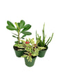 Rare Succulent Multi-Pack - 3 Live Plants in 4 Inch Pots - Pencil Cactus, Desert Rose, Variegated Crown of Thorns - Rare and Easy Care Indoor Outdoor Succulent Houseplants