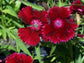 Crimson Colored Dianthus Flowers - Live Plant in a 4 Inch Growers Pot - Dianthus spp. - Finished Plants Ready for The Patio and Garden