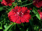 Crimson Colored Dianthus Flowers - Live Plant in a 4 Inch Growers Pot - Dianthus spp. - Finished Plants Ready for The Patio and Garden
