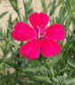Rose Colored Dianthus Flowers - Live Plant in a 4 Inch Growers Pot - Dianthus spp. - Finished Plants Ready for The Patio and Garden