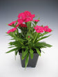 Rose Colored Dianthus Flowers - Live Plant in a 4 Inch Growers Pot - Dianthus spp. - Finished Plants Ready for The Patio and Garden
