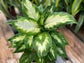 Dieffenbachia Camille Dumb Cane - Live Plant in a 6 Inch Growers Pot - Dieffenbachia &