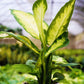 Dieffenbachia Camille Dumb Cane - Live Plant in a 8 Inch Growers Pot - Dieffenbachia &