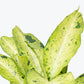 Dieffenbachia Camouflage Dumb Cane - Live Plant in a 10 Inch Growers Pot - Dieffenbachia &