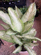 Dieffenbachia Camouflage Dumb Cane - Live Plant in a 8 Inch Growers Pot - Dieffenbachia &