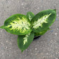 Dieffenbachia Compacta Dumb Cane - Live Plant in a 6 Inch Growers Pot - Dieffenbachia &
