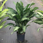 Dieffenbachia Memoria Corsii Dumb Cane - Live Plant in a 8 Inch Growers Pot - Dieffenbachia &