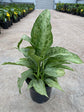 Dieffenbachia Memoria Corsii Dumb Cane - Live Plant in a 8 Inch Growers Pot - Dieffenbachia &
