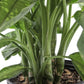 Dieffenbachia Panther Dumb Cane - Live Plant in a 10 Inch Growers Pot - Dieffenbachia &