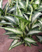 Dieffenbachia Panther Dumb Cane - Live Plant in a 10 Inch Growers Pot - Dieffenbachia &