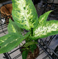 Dieffenbachia Splash Dumb Cane - Live Plant in a 8 Inch Growers Pot - Dieffenbachia &