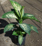 Dieffenbachia Splash Dumb Cane - Live Plant in a 8 Inch Growers Pot - Dieffenbachia &