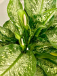 Dieffenbachia Tiki Dumb Cane - Live Plant in a 10 Inch Growers Pot - Dieffenbachia &