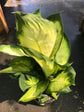 Dieffenbachia Tropic Marianne Dumb Cane - Live Plant in a 10 Inch Growers Pot - Dieffenbachia &