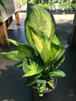Dieffenbachia Tropic Marianne Dumb Cane - Live Plant in a 8 Inch Growers Pot - Dieffenbachia &