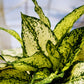Dieffenbachia Tropic Snow Dumb Cane - Live Plant in a 6 Inch Growers Pot - Dieffenbachia &