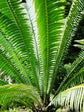 Dioon Palm - Mexican Cycad - Live Plant in a 10 Inch Growers Pot - Dioon Spinulosum - Extremely Rare Ornamental Palms of Florida