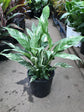 Domino Peace Lily - Live Plant in a 8 Inch Pot - Spathiphyllum &