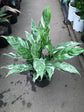 Domino Peace Lily - Live Plant in a 8 Inch Pot - Spathiphyllum &