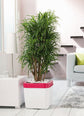 Dracaena Anita - Live Plant in an 10 Inch Growers Pot - Dracaena Reflexa ‘Anita’ - Beautiful Indoor Air Purifying Houseplant