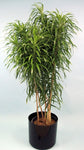 Dracaena Anita - Live Plant in an 10 Inch Growers Pot - Dracaena Reflexa ‘Anita’ - Beautiful Indoor Air Purifying Houseplant