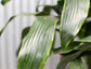 Dracaena Art Carmen Cane - 3 Staggered Canes - Live Plant in an 10 Inch Growers Pot - Dracaena Deremensis “Art Carmen” - Beautiful Indoor Air Purifying Houseplant