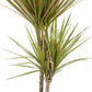 Dracaena Marginata Bicolor - Live Plant in a 6 Inch Pot - Dracaena Marginata &