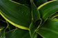 Dracaena Dorado - Live Plant in a 10 Inch Pot - Dracaena Deremensis &