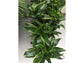 Dracaena Dorado - Live Plant in a 8 Inch Pot - Dracaena Deremensis &