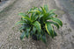 Dracaena Dorado - Live Plant in a 8 Inch Pot - Dracaena Deremensis &